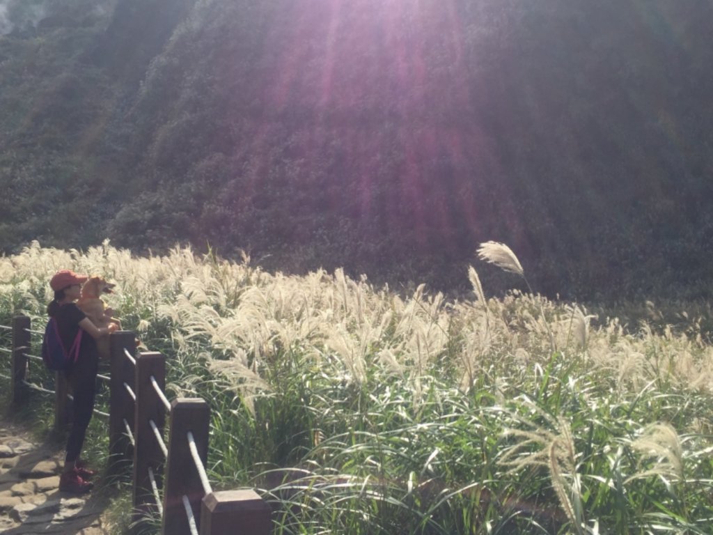 毛孩米奶登山去-七星山主峰、東峰_738043
