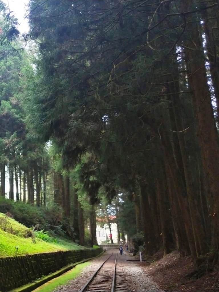 塔山步道阿里山森林鐵路_909595