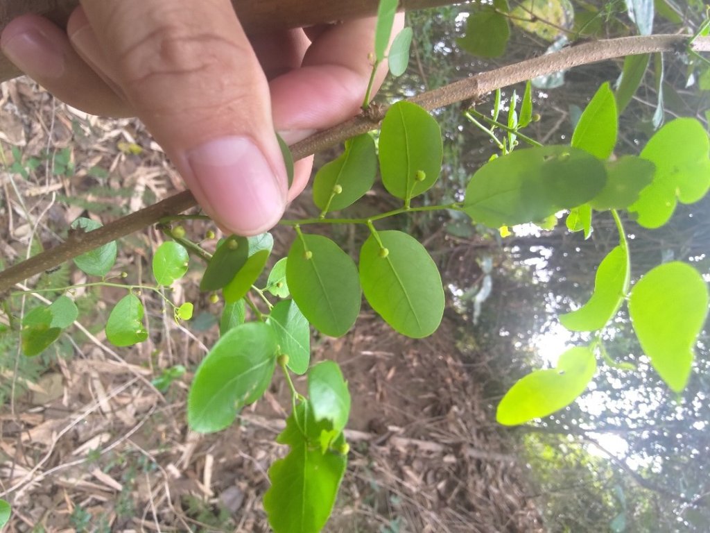 大埔頂坪林_2470142