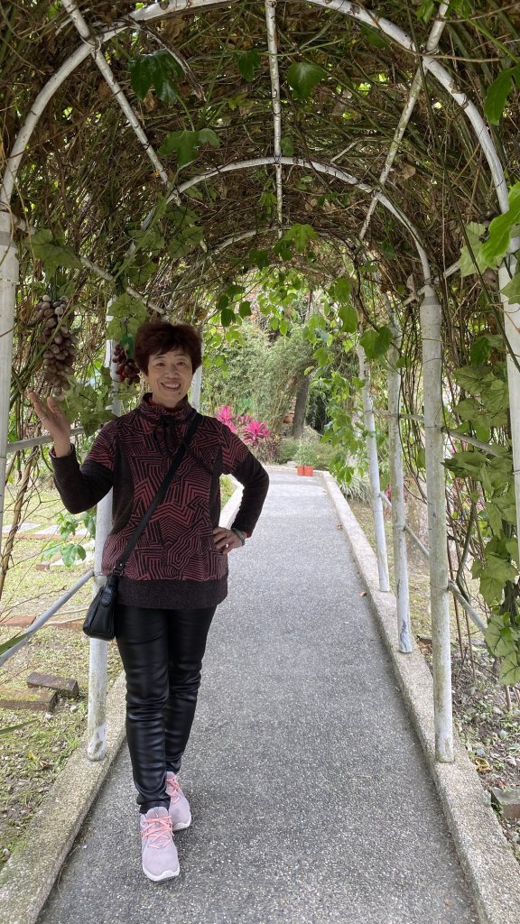 礁溪五峰旗探險趣_818820