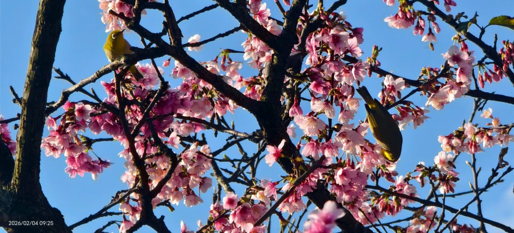 #栗尾椋鳥 #綠繡眼 #東湖樂活公園 #花園新城 #屈尺 #寒櫻 2/4_2992874