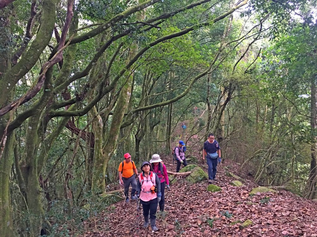 南橫登新望嶺山 2019/01/27_513049