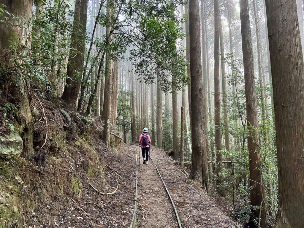 加里山O繞 迷霧·森林·鐵道·雲海絢麗登場_2380854