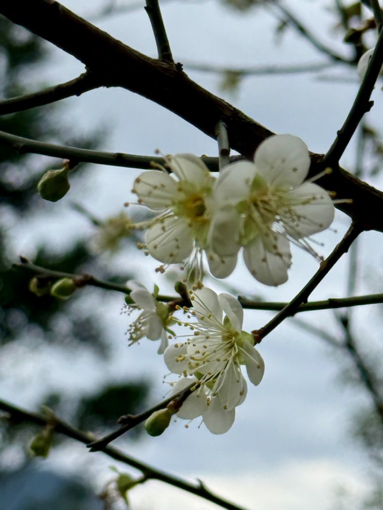 青潭越嶺政大-賞梅花🌸安坑🐦嘴四秀_2691697