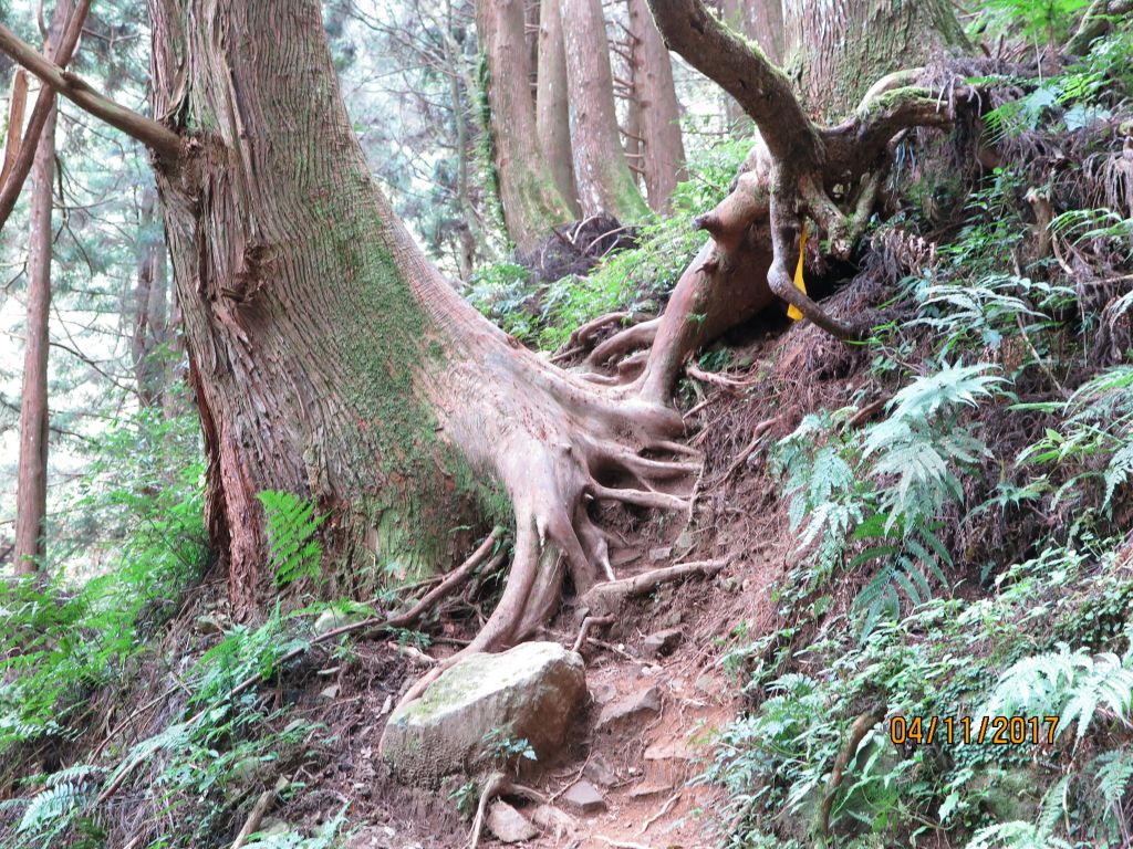 加里山雲海_216166