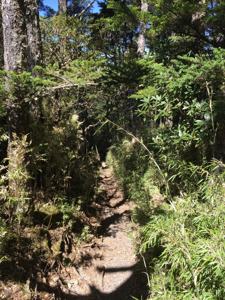 武陵四秀(2015四缺喀_2019喀桃)_689673