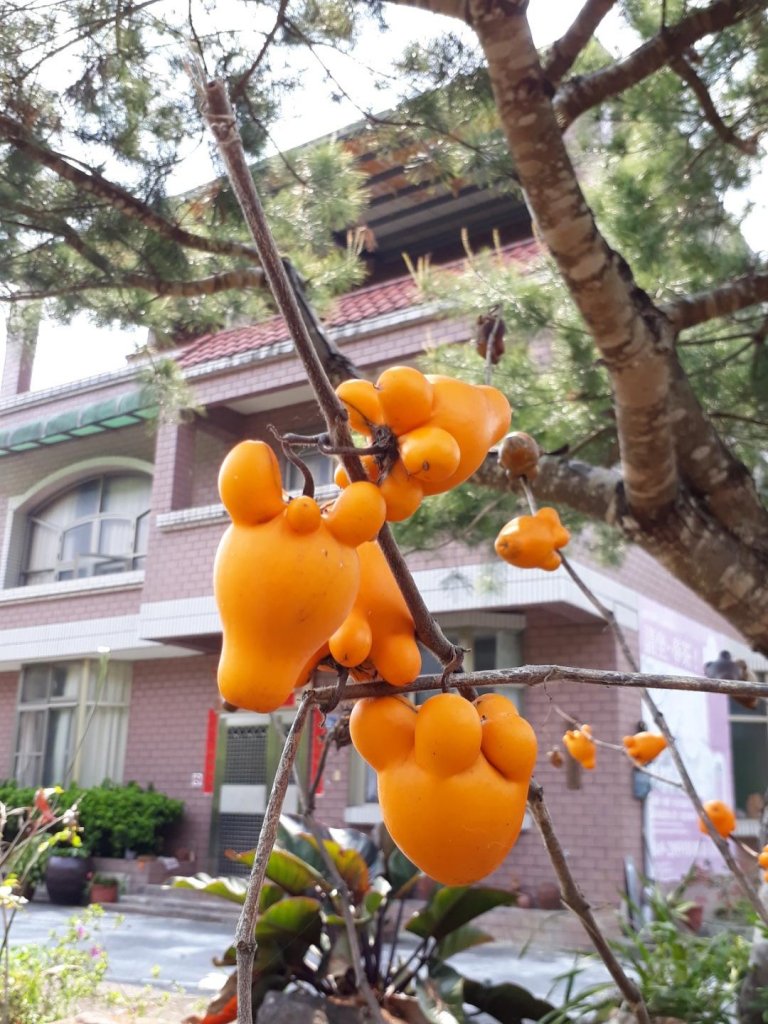 南投魚池澀水生態步道20190409_563507