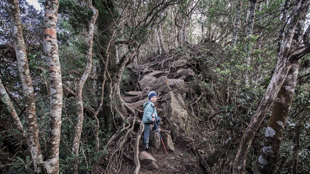 Ptlaman來試試看｜北得拉曼巨木步道＋內鳥嘴山_1940805