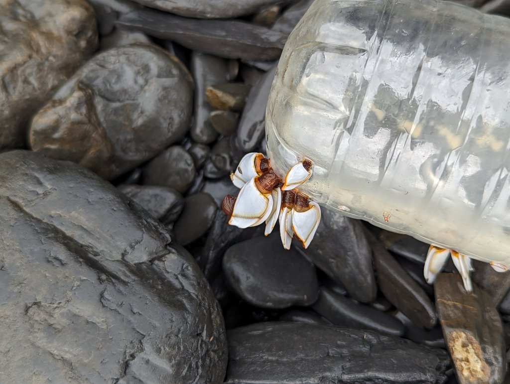【百大必訪步道】阿朗壹古道(琅嶠‧卑南道)_1990718