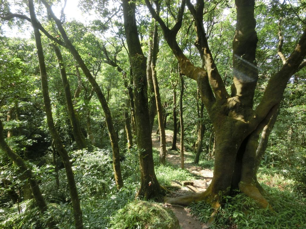 四分尾山．茄苳古道．茄苳瀑布_154864