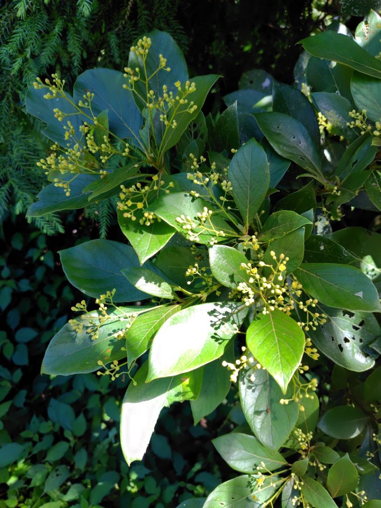 沙里仙林道、沙里仙溪、同富山/埔沙山、東埔山、阿毛巨木_2812509