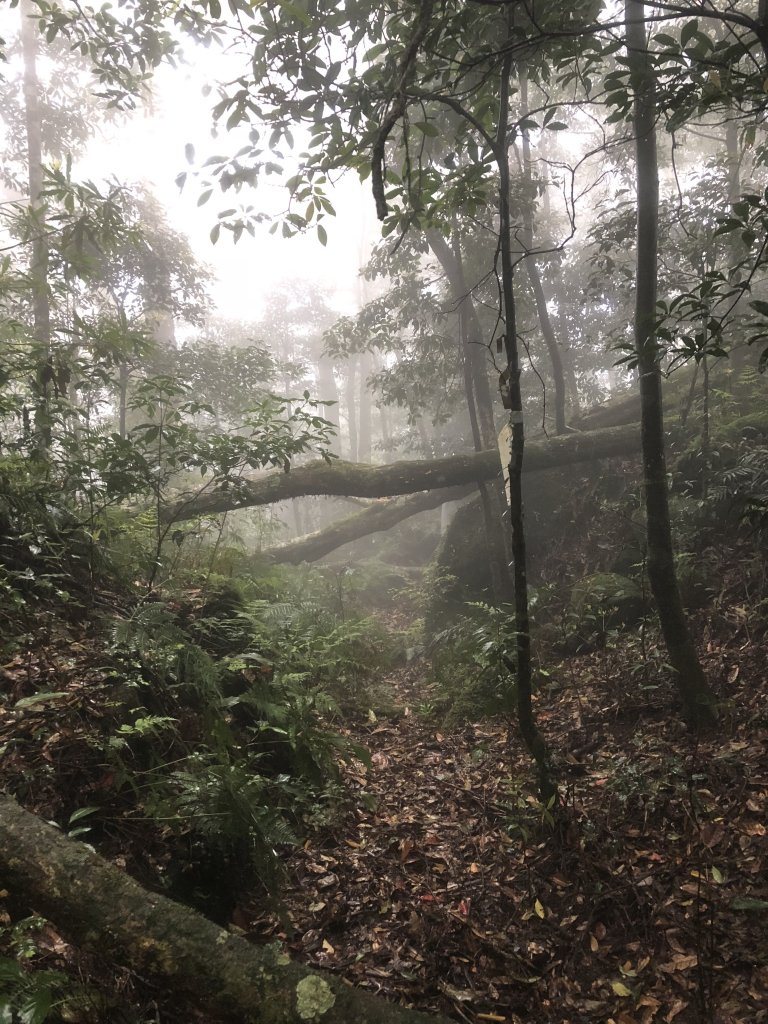 2018.04.07復興三尖-那結山_1005337