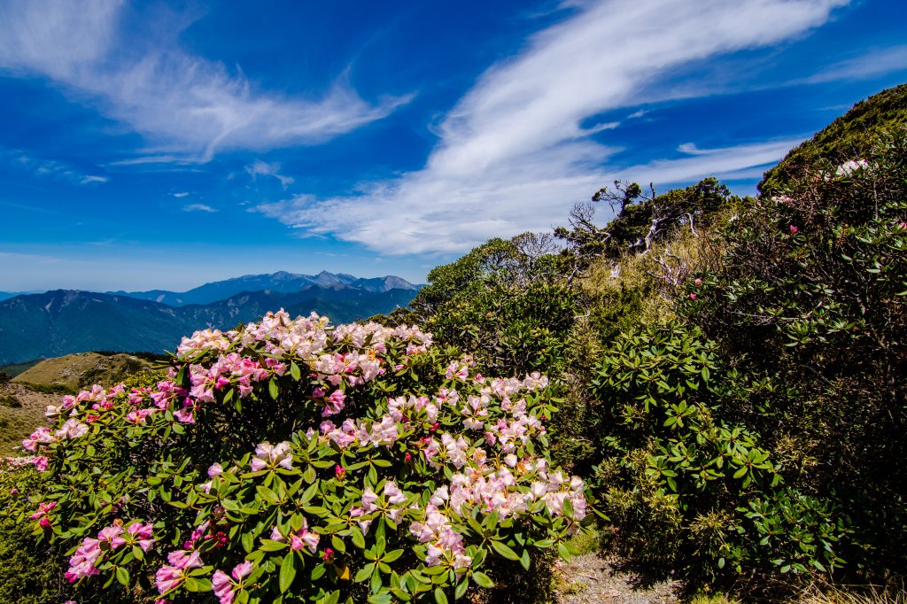 合歡山北峰賞高山杜鵑(2021/04/30)_1370860