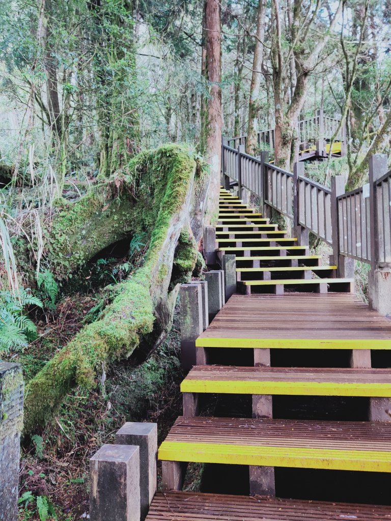 太平山檜木原始林步道_1293021
