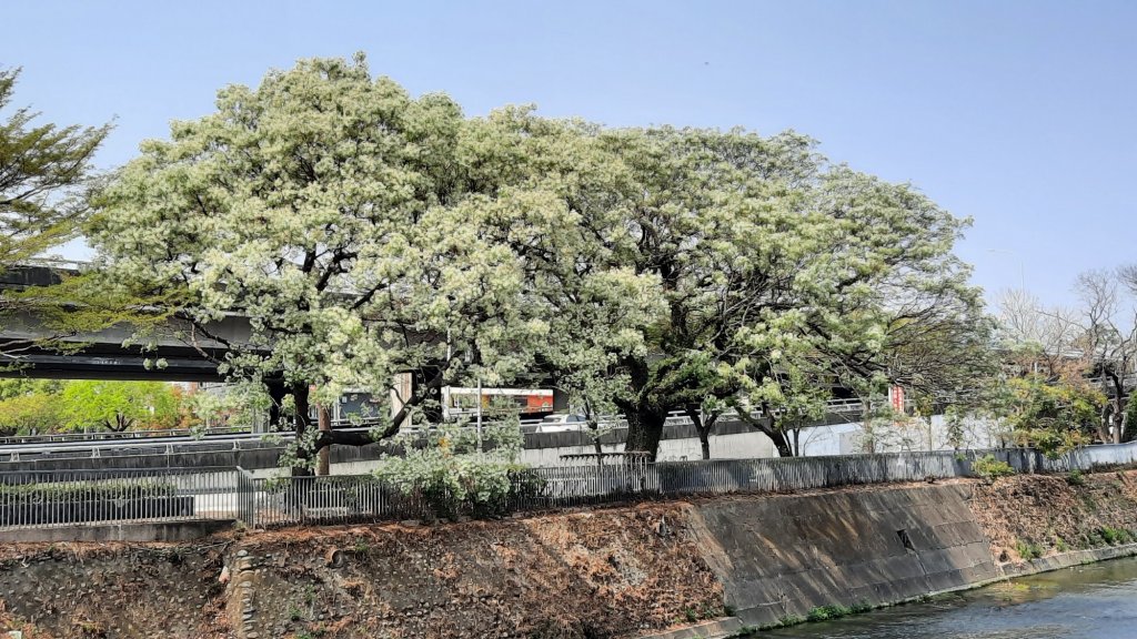 《台中》苦楝樹王｜潮洋溪惠來溪步道生態之旅202303-04封面圖