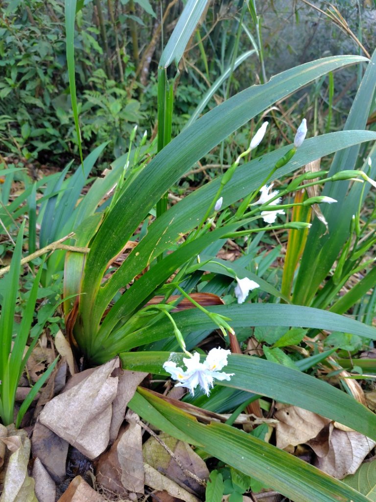 苗栗關刀山_2975060