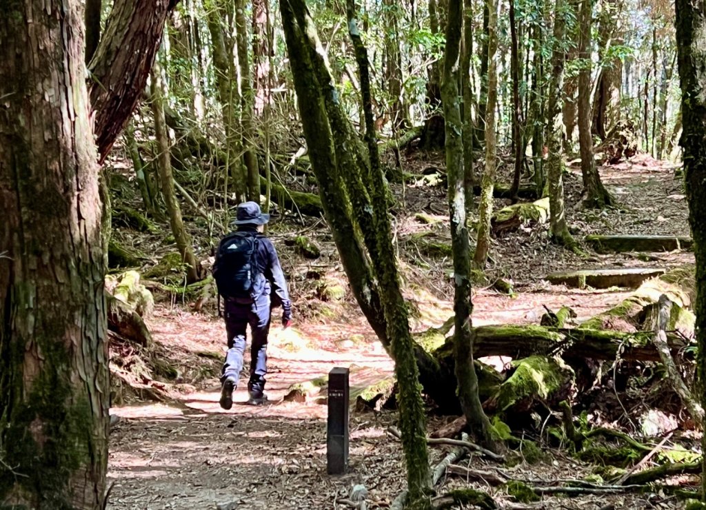 船型山環走大雪山210林道_2978035