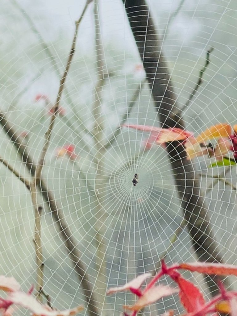 1090129嘉義太興飛瀑步道_817911