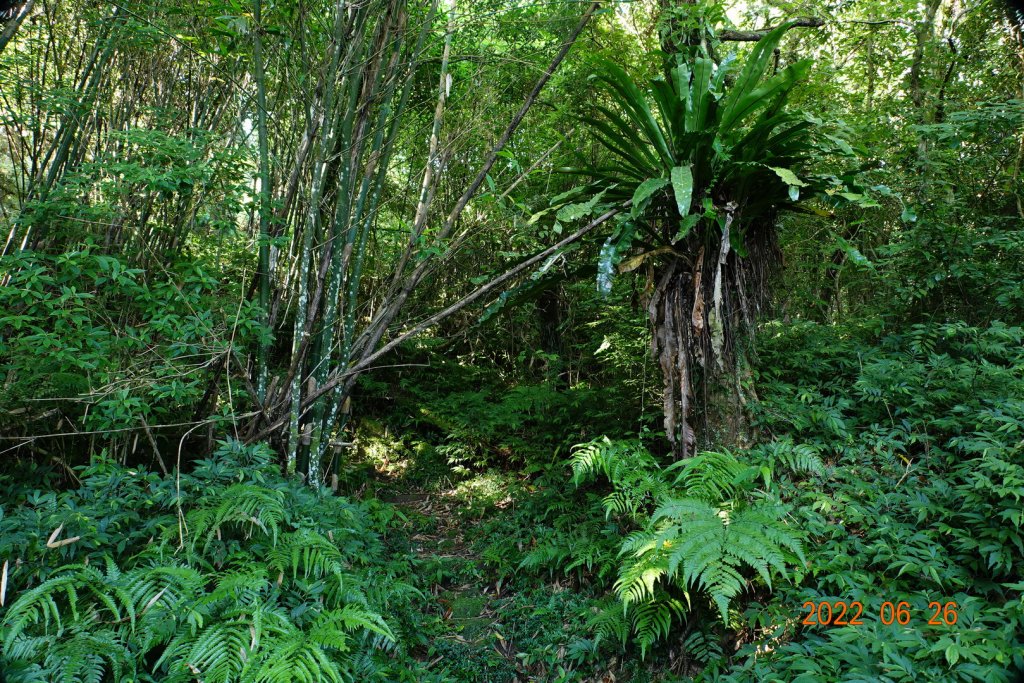 新北 坪林 源茂山(樟枯坑山)_1745992