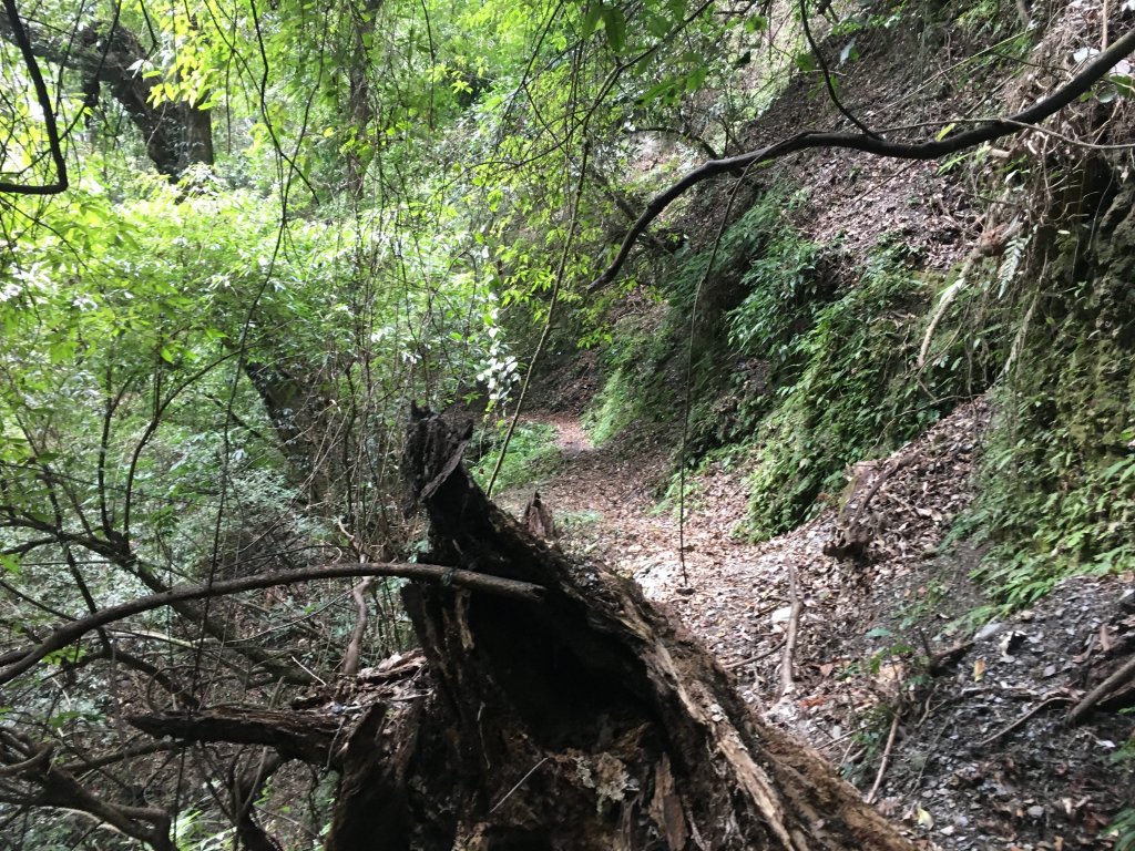 八通關山、八通關山西峰、秀姑巒山_525479