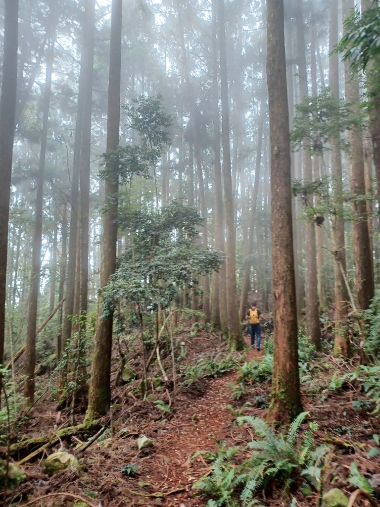 【台中和平】筆直的杉林.林相優美。 橫嶺山x沙連山P型_2869054