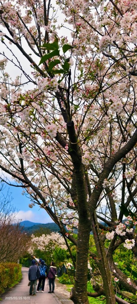 追花是簡單的快樂，賞花是恬淡的幸褔 2/25_2720108