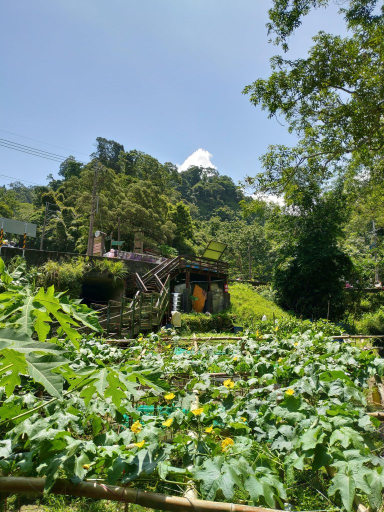 城市清涼桃花源：土城桐花公園步道_632932