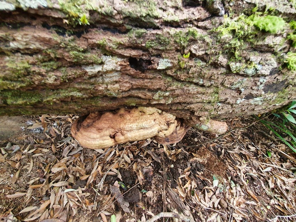 【花蓮富里】 海岸三雄-新港山我來了~_1146265