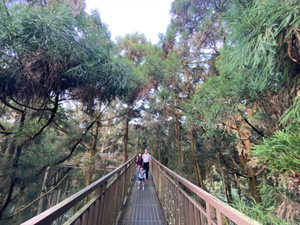 20191109貓仔們之溪頭森林步道探索_757163