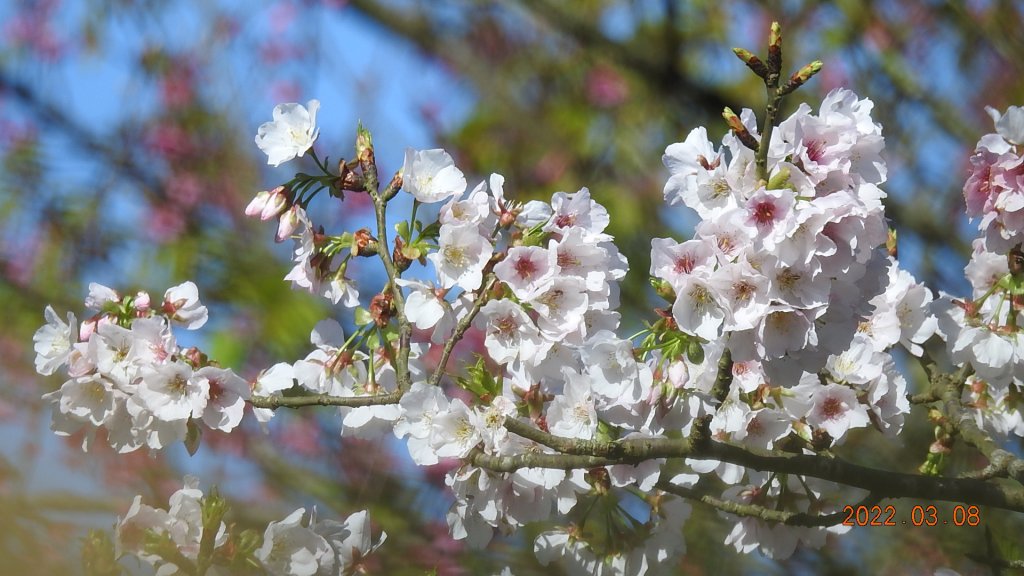 春暖花開，鳥語花香_1633967