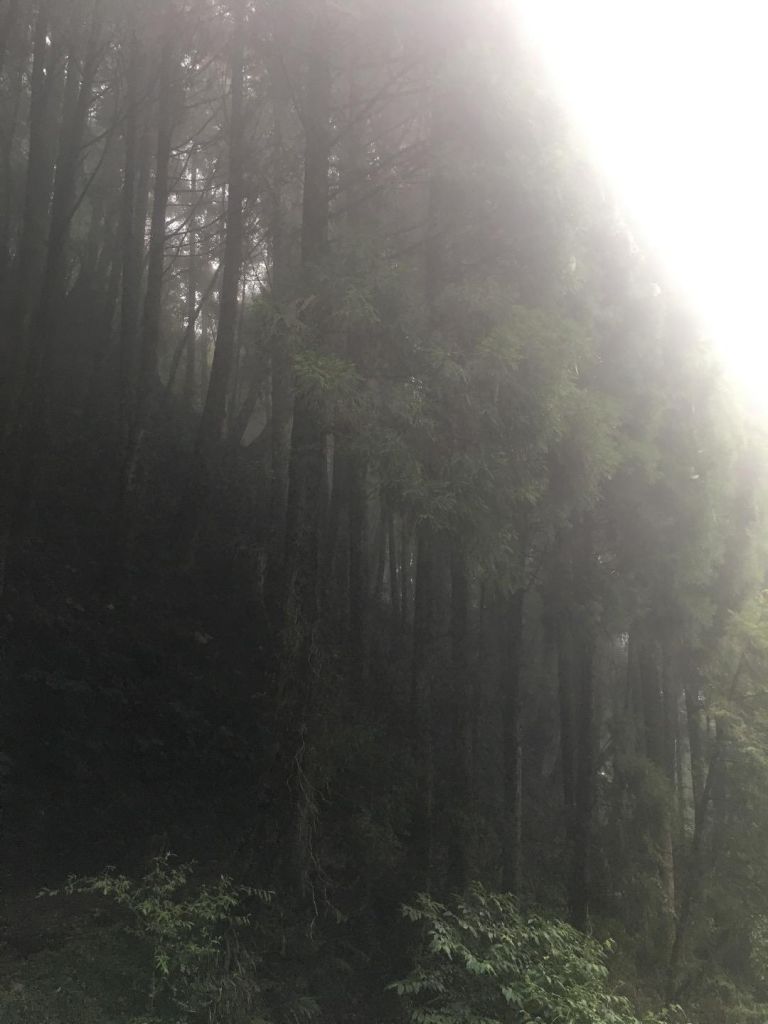 觀霧檜山巨木森林步道_171729