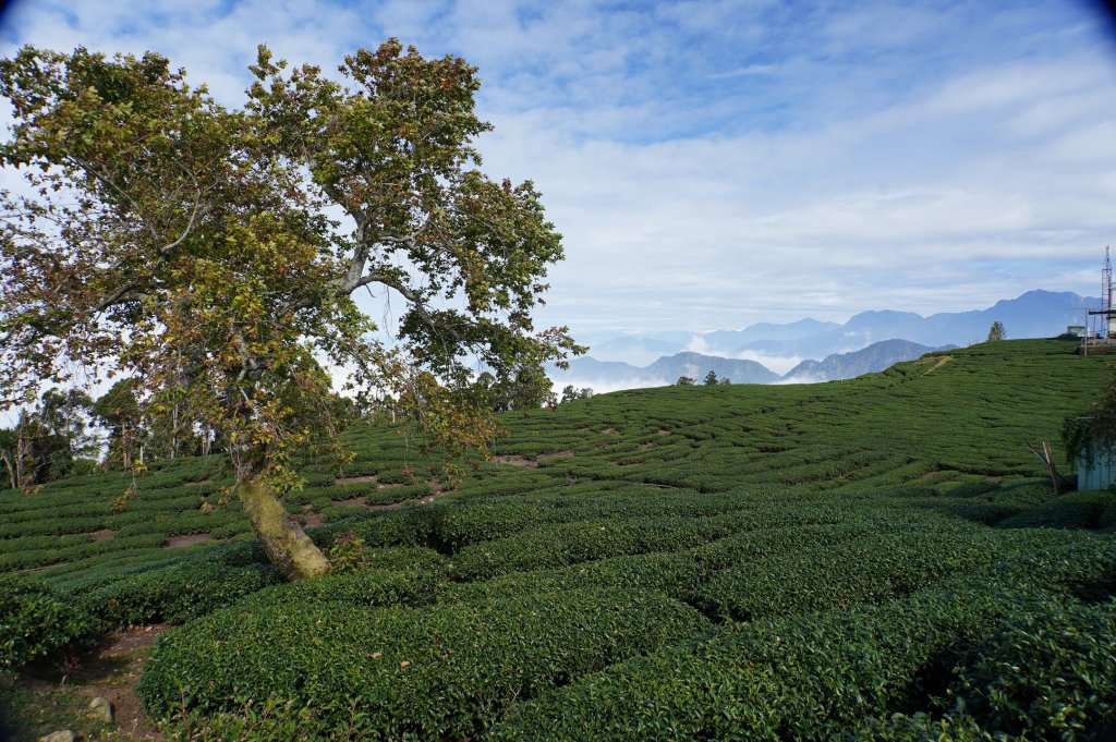 南投 鹿谷 龍鳳山、龍鳳峽山、三叉崙山、水桶寮山、內樹皮山、羊頭崙山、志騰山、竹崙山、溪頭山_2962311