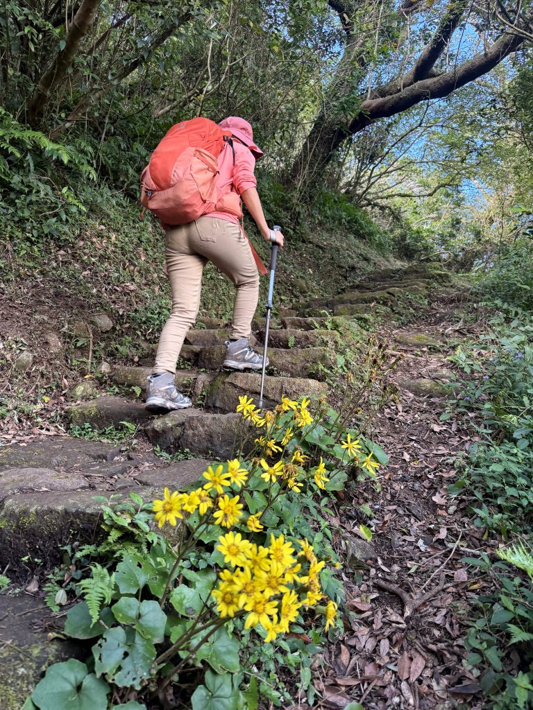 二子坪步道 經遊憩區 上面天山 20251108_2935048