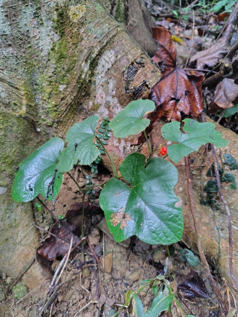 鳳鳴古道 鳳鳴山 南隘勇（南長城）古道 三湖山 八達嶺（龍骨）古道 綠色古道 延平古道_2975123