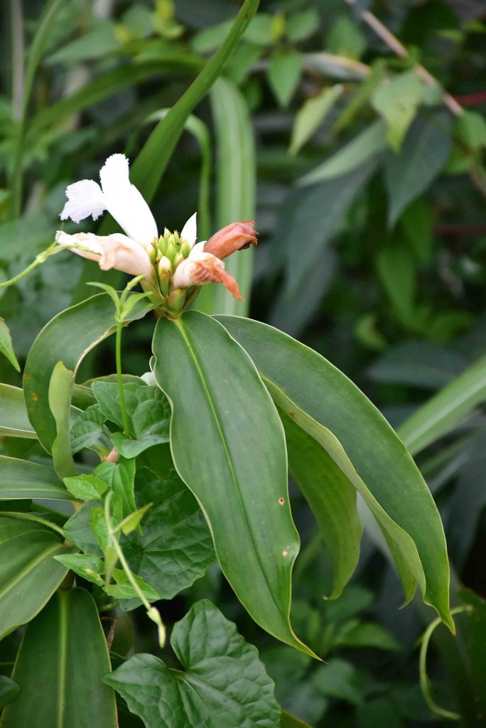 20230730獨立山爬山JRJ淨山_2247225