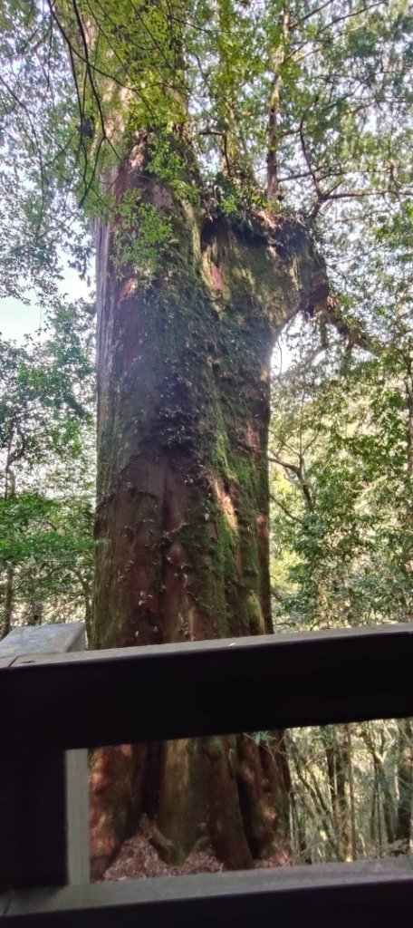 拉拉山國家森林遊樂區_2752204