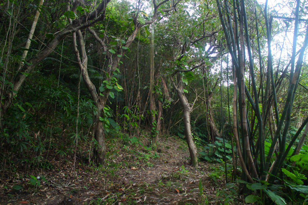 基隆．中正公園支線 中砂登山步道2023/02/12_2042411