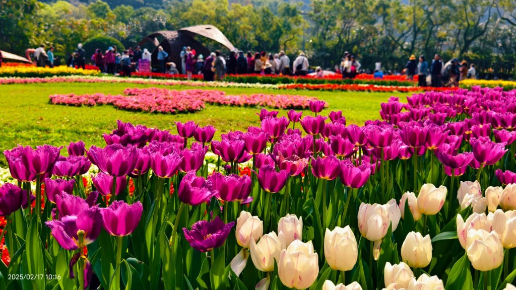 翡翠水庫壩頂&士林官邸鬱金香 2/17_2714059