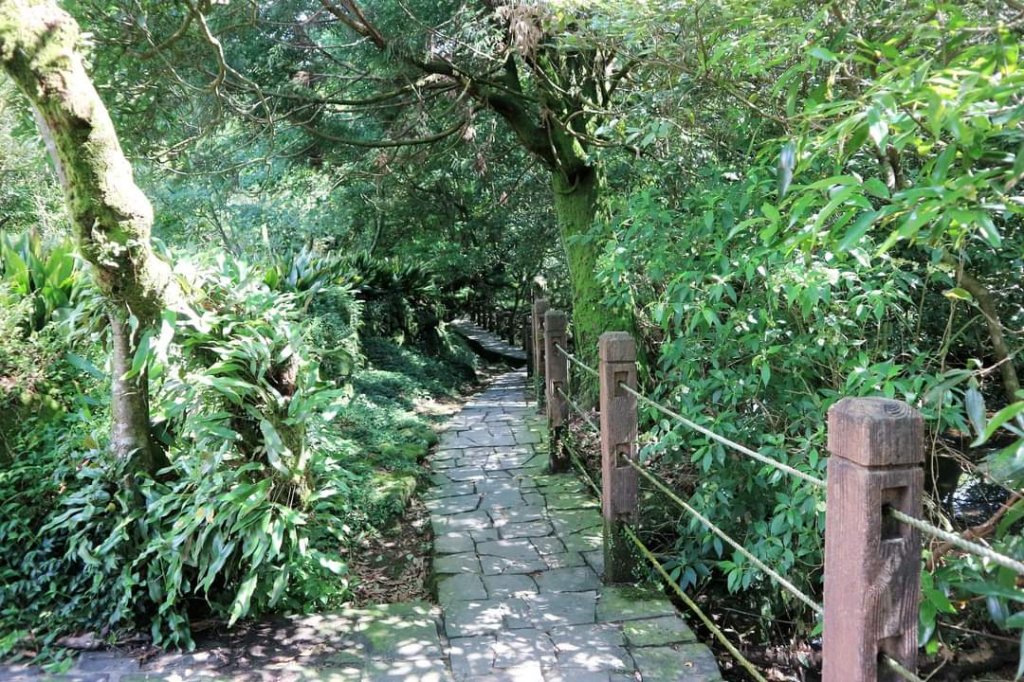 陽明山  菜公坑山 反經石   水車寮步道。林木蓊鬱  豐富的蕨類植披，絕佳避暑古道_2173989