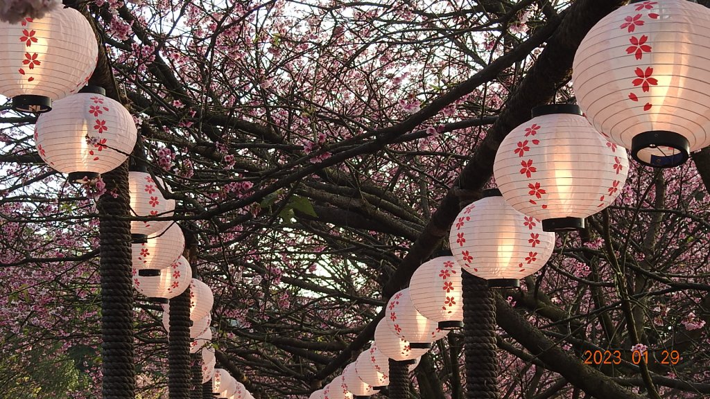 2023第一櫻 - 天元宮後山寒櫻(三色櫻)，櫻花與月亮_2010645