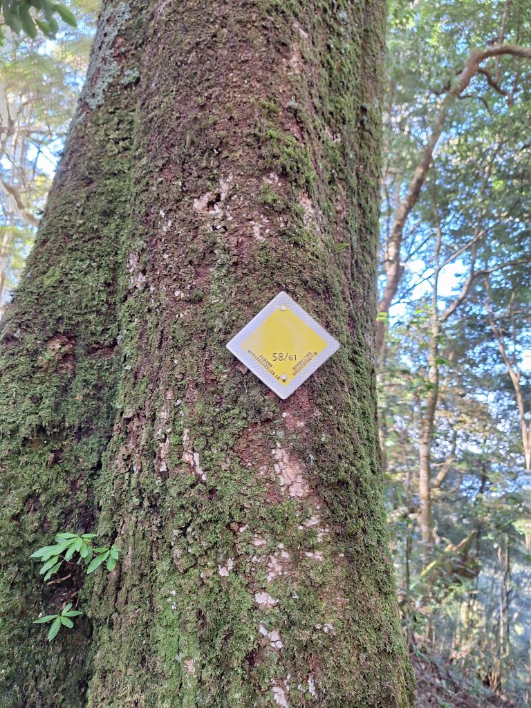 屋我尾山+G(大雪山進老鷹谷出)O型20250216_2713590