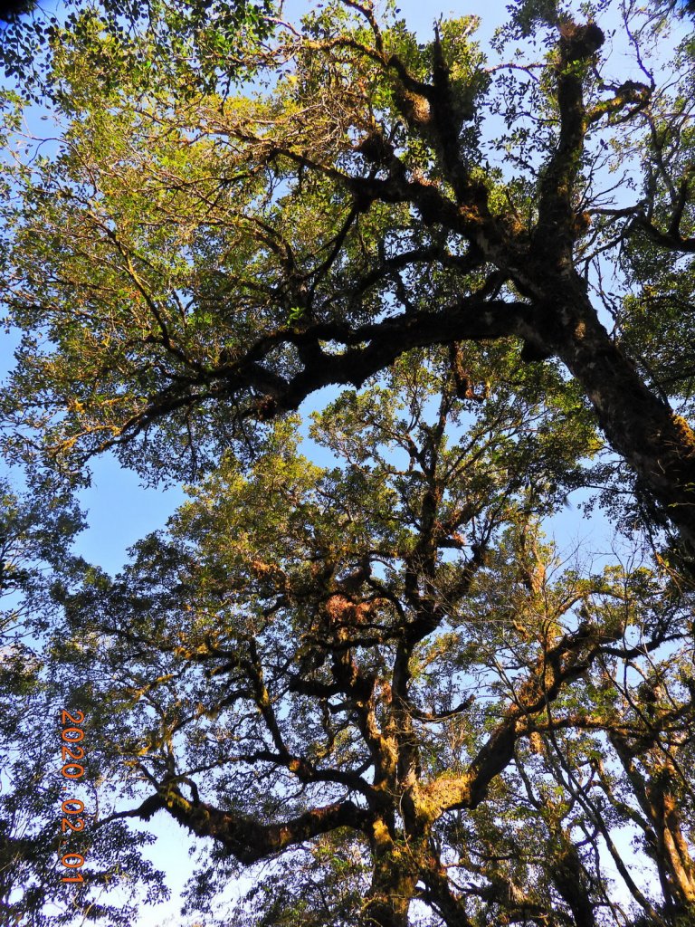 桃園 復興 塔曼山_820304