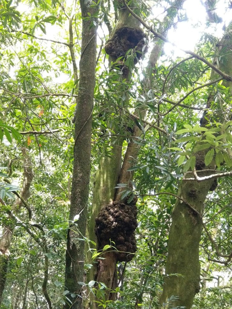 馬那邦山（天然湖起登）_1019705