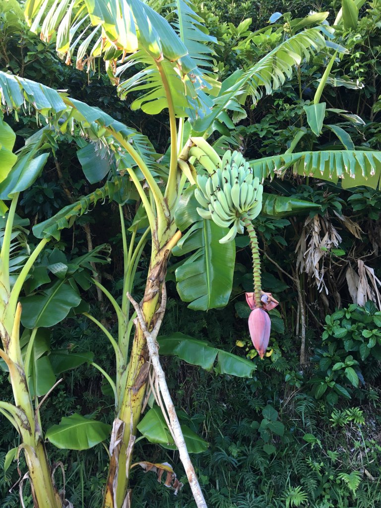 蘭嶼情人洞步道_1025942