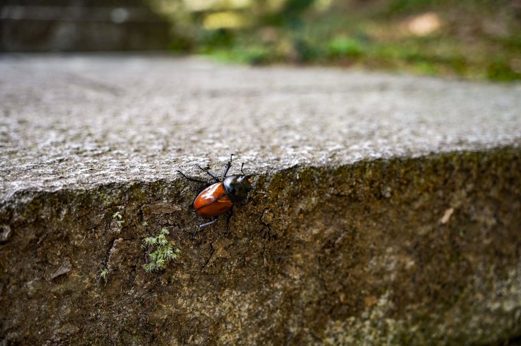 五分山｜小百岳_2915430