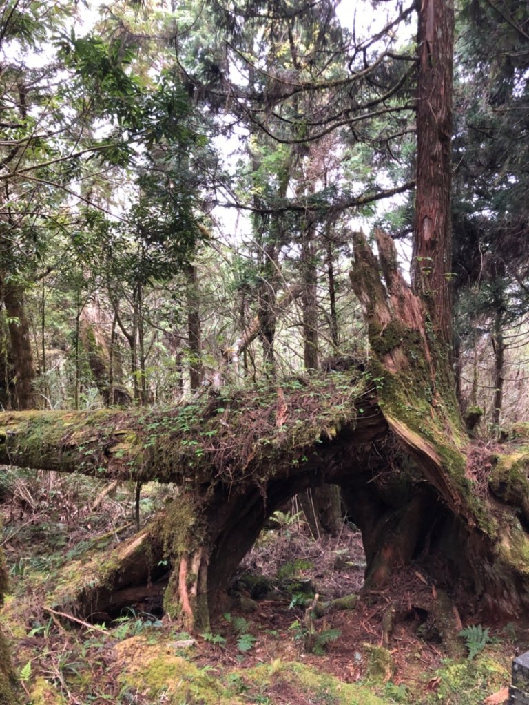 太平山檜木林20200401_899329