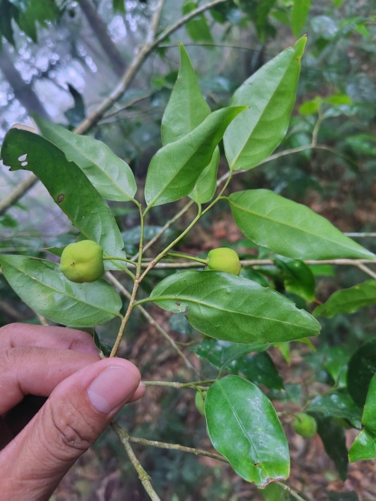 白藍狐貍出狐貍尾/狐貍縱走_2796271