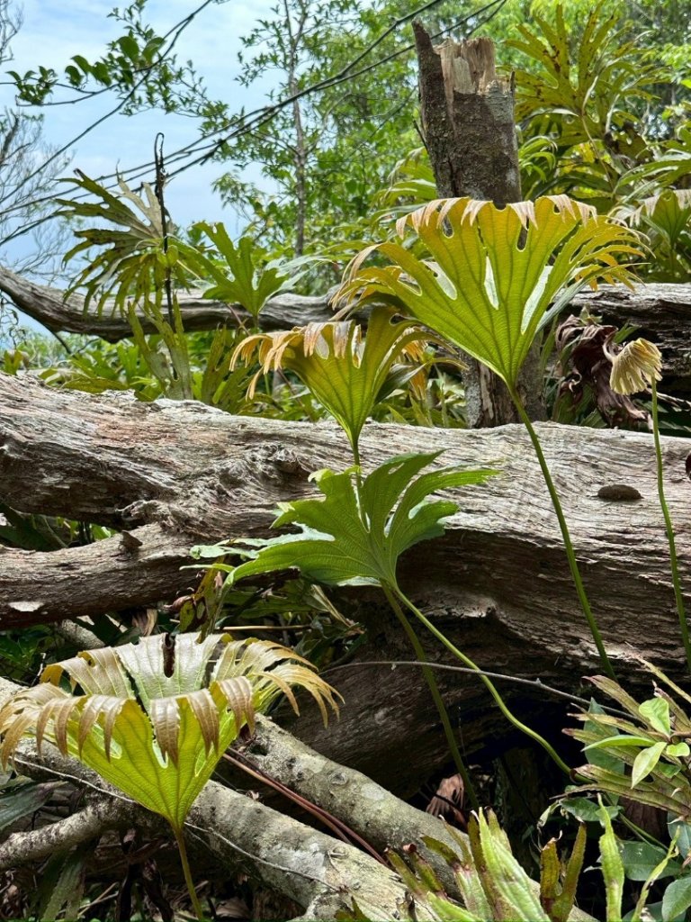 南勢坑山、鑽石峰、人面頭山、獅公髻尾山O走_2809776