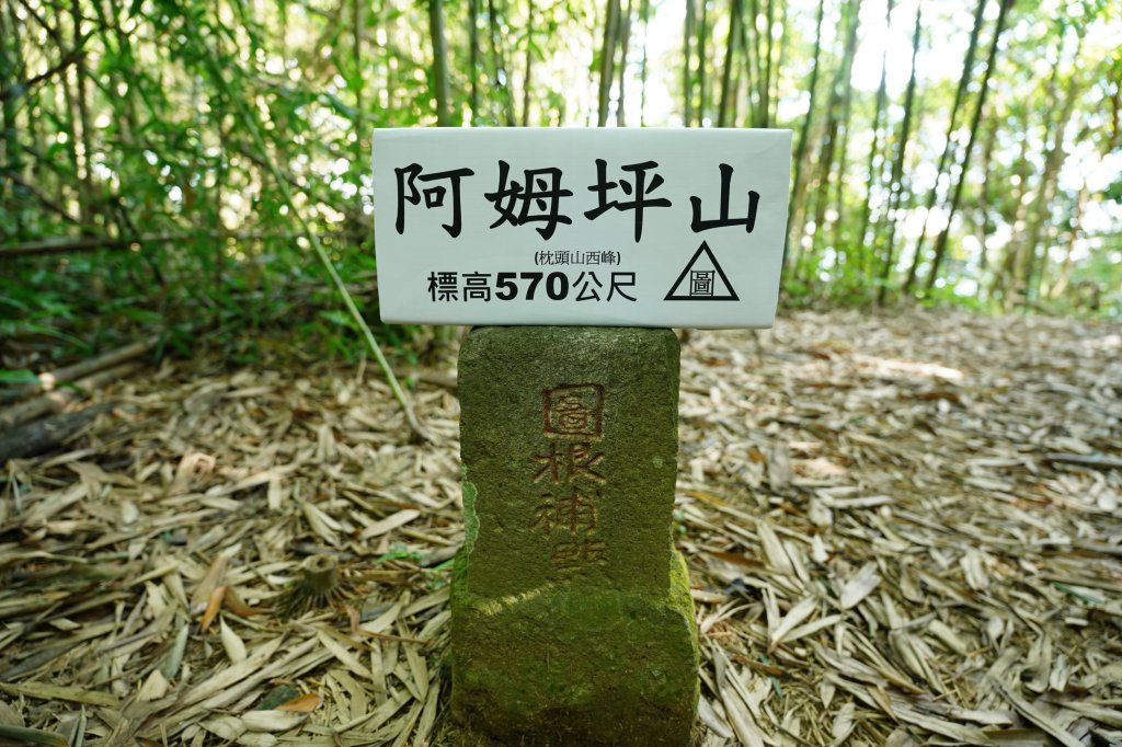 桃園 復興 枕頭山、阿姆坪山封面圖