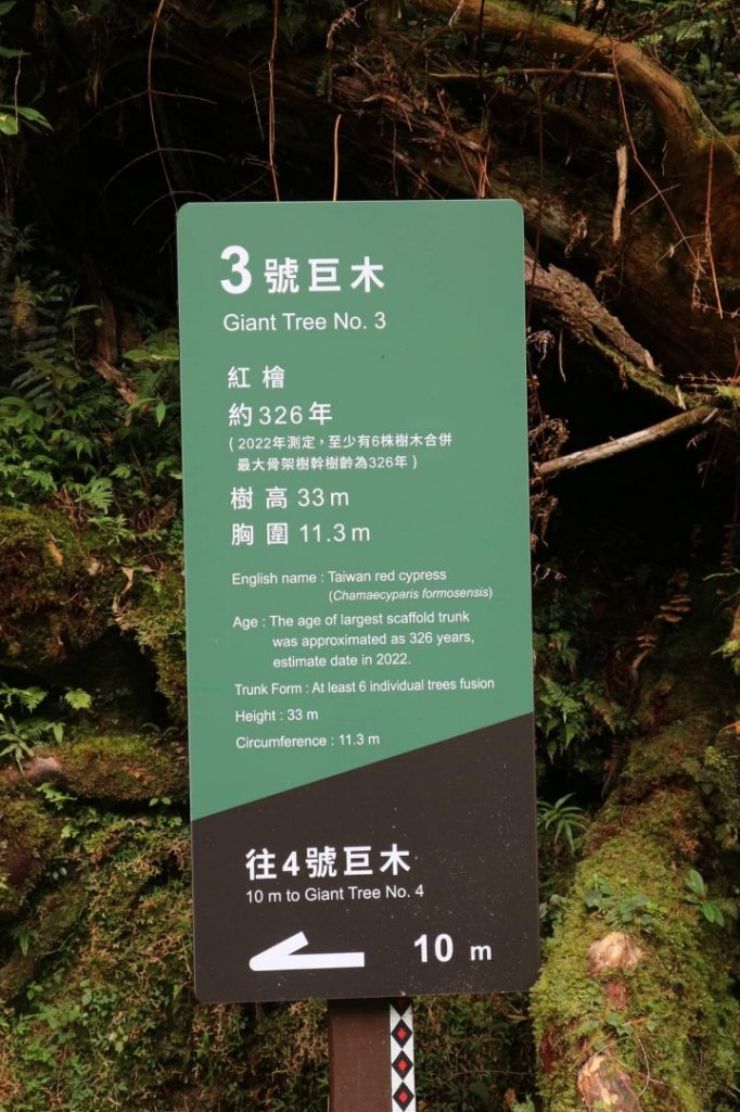 〔桃園復興〕拉拉山巨木，史詩級魔幻森林，75公頃紅檜 扁柏森林浴_2236997